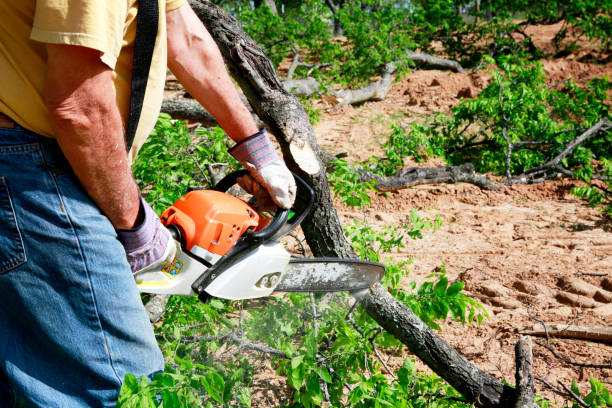 How Our Tree Care Process Works  in Suny Oswego, NY